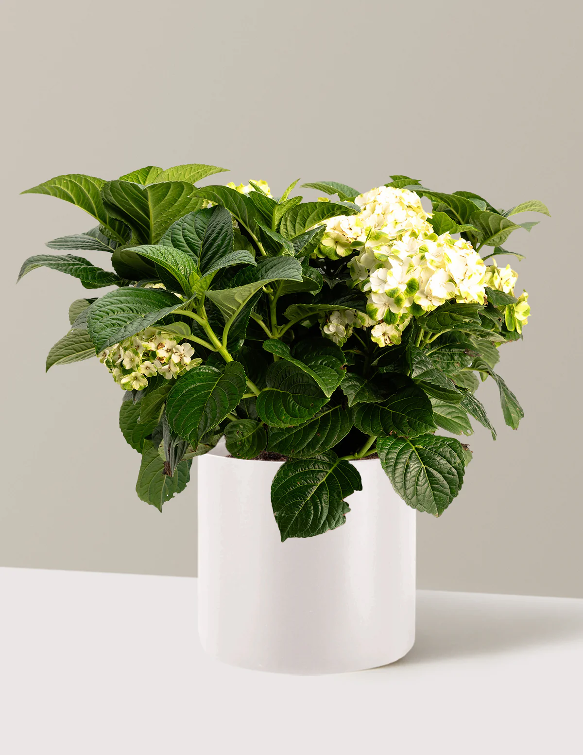 Grin and Tonic™ Reblooming Hydrangea - Image 11