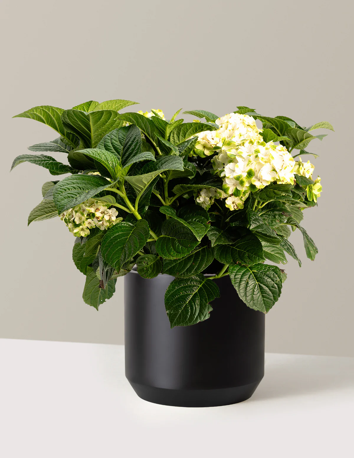 Grin and Tonic™ Reblooming Hydrangea - Image 12