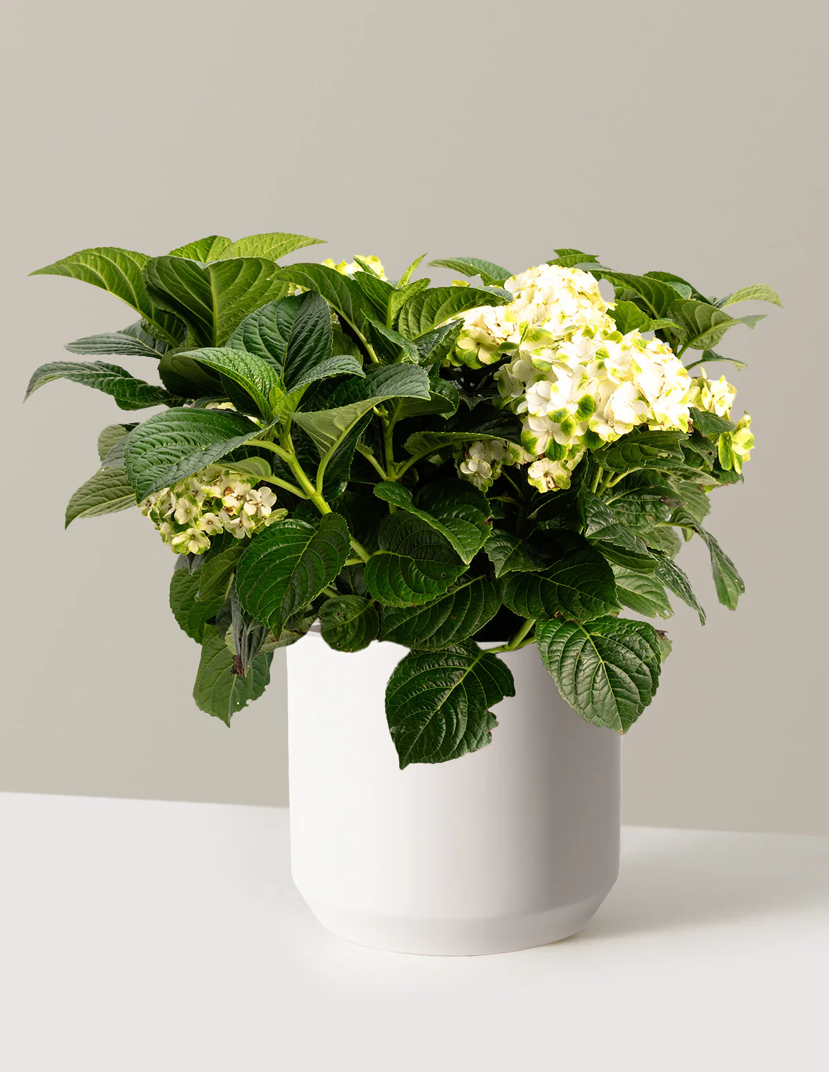 Grin and Tonic™ Reblooming Hydrangea - Image 13