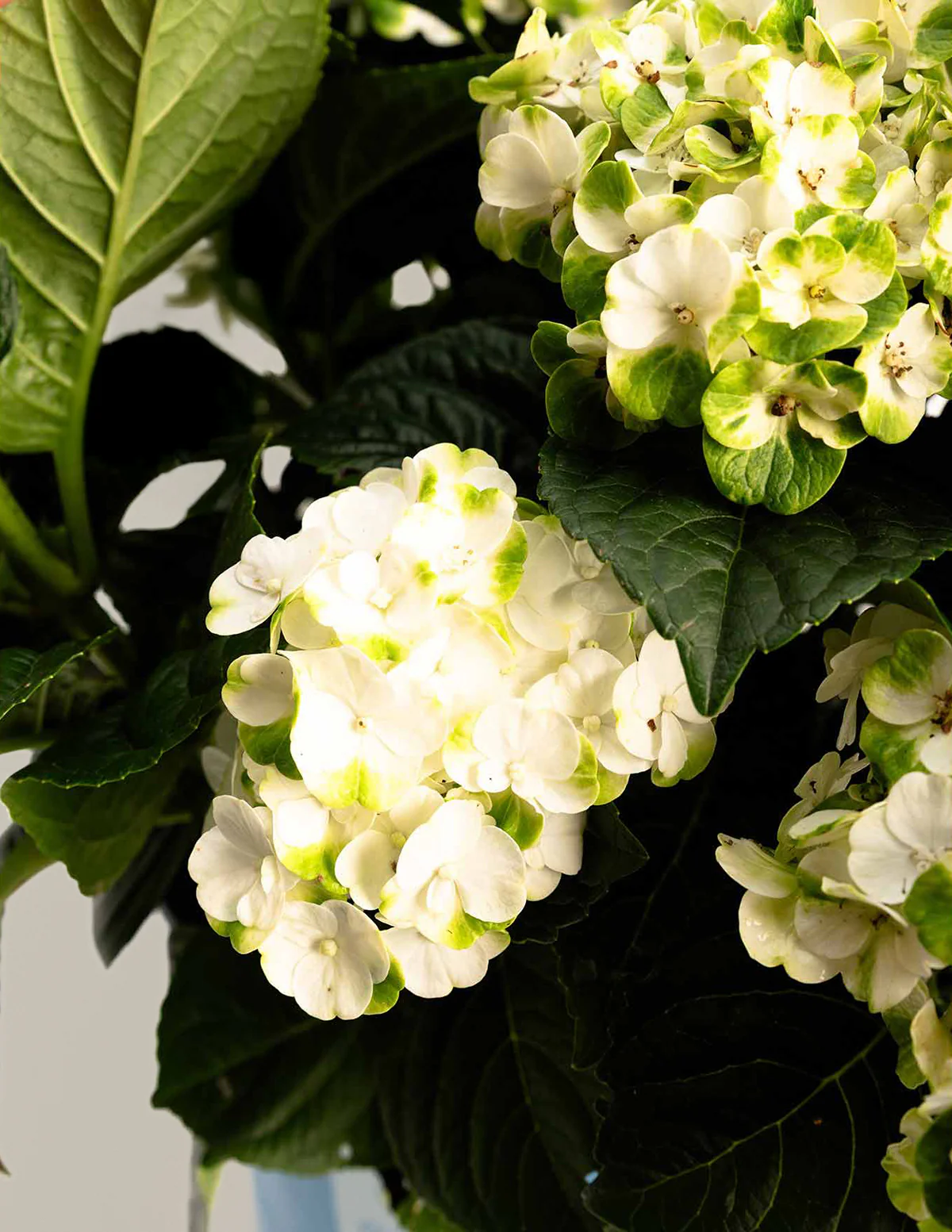 Grin and Tonic™ Reblooming Hydrangea - Image 3