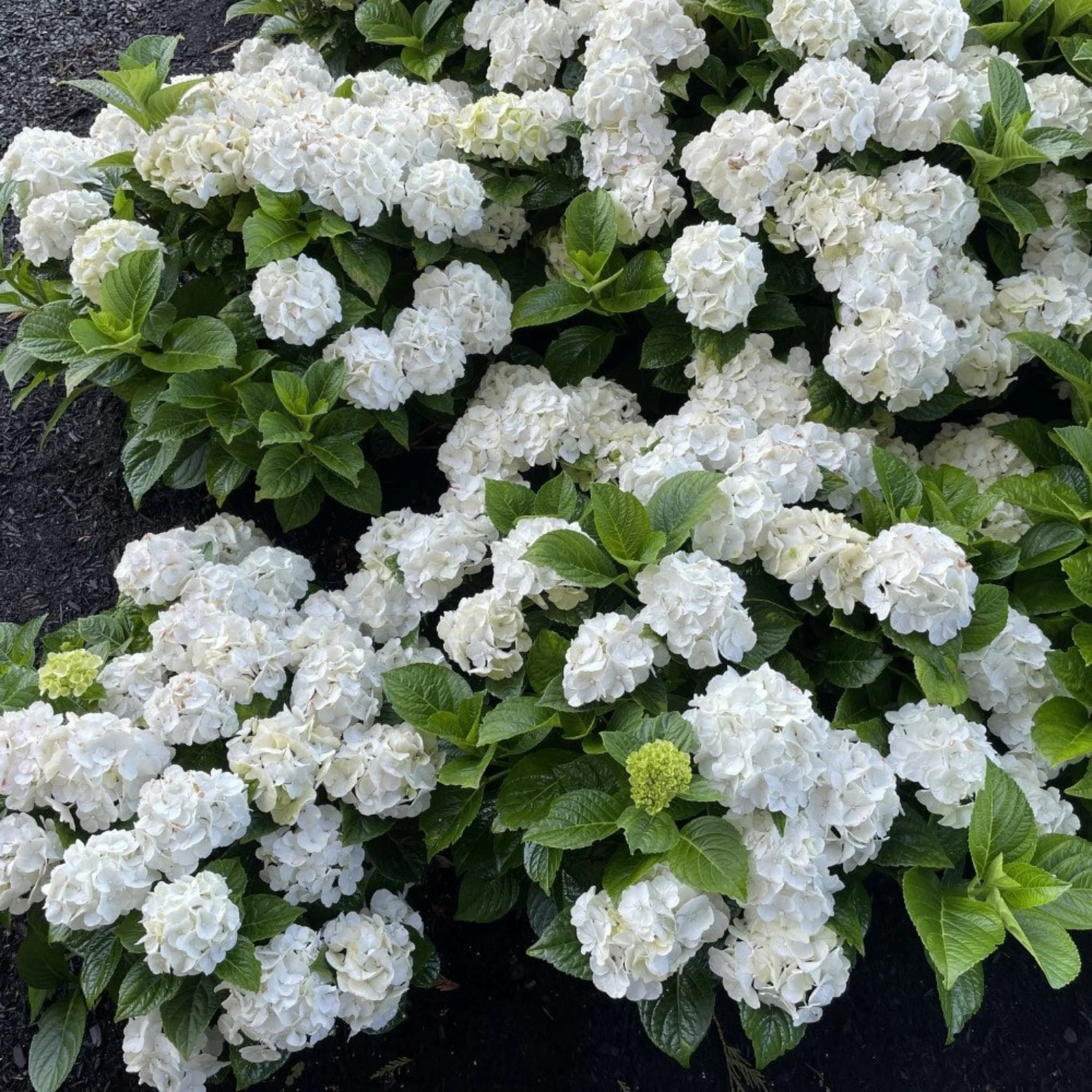 Grin and Tonic™ Reblooming Hydrangea - Image 4