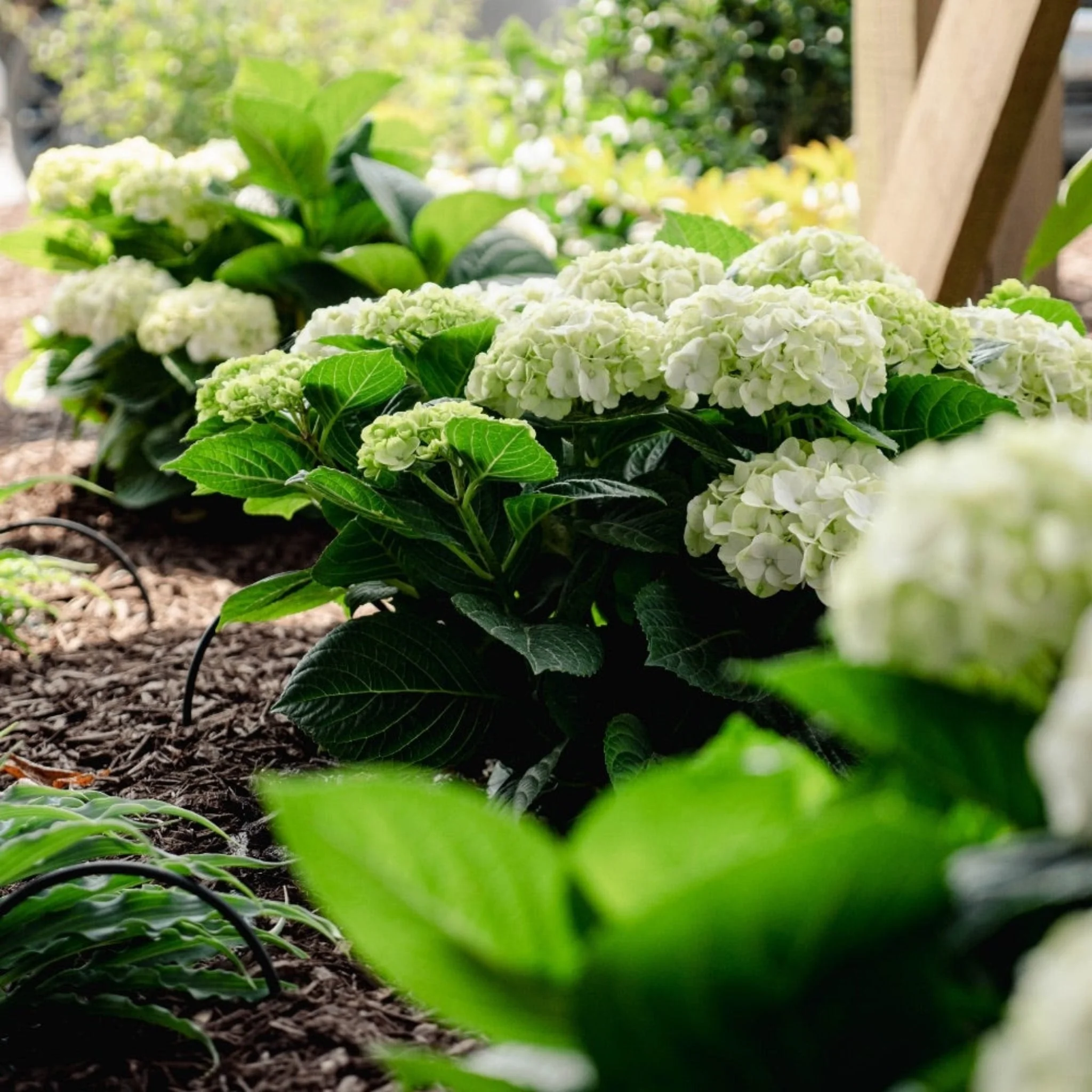 Grin and Tonic™ Reblooming Hydrangea - Image 5