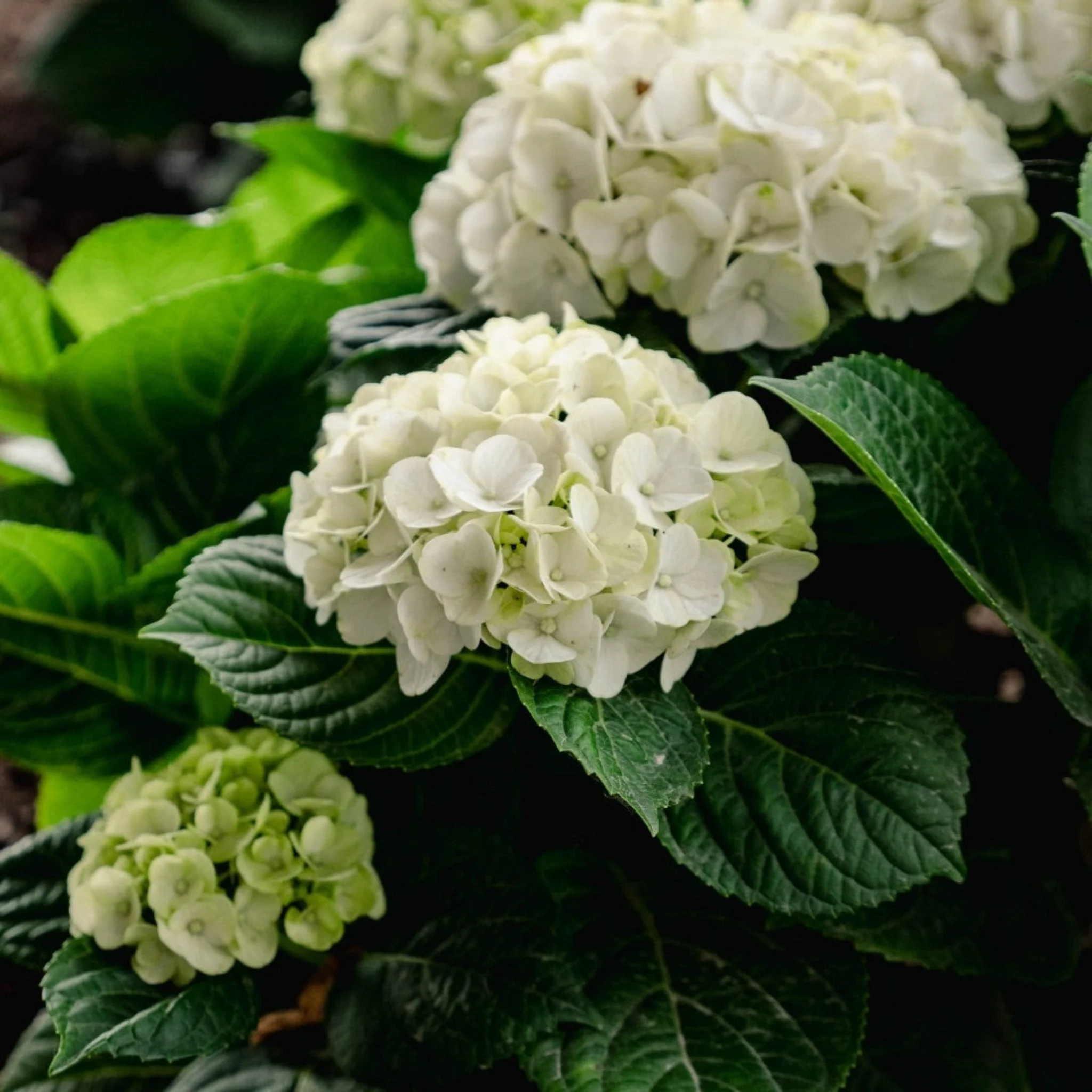 Grin and Tonic™ Reblooming Hydrangea - Image 6