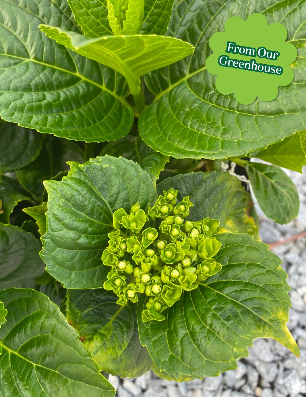 Endless Summer® Hydrangea - Image 6