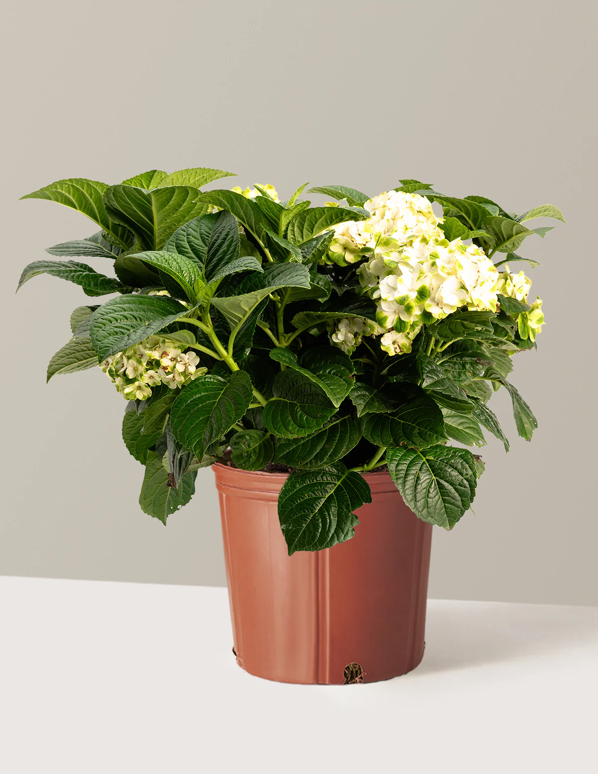Grin and Tonic™ Reblooming Hydrangea - Image 8
