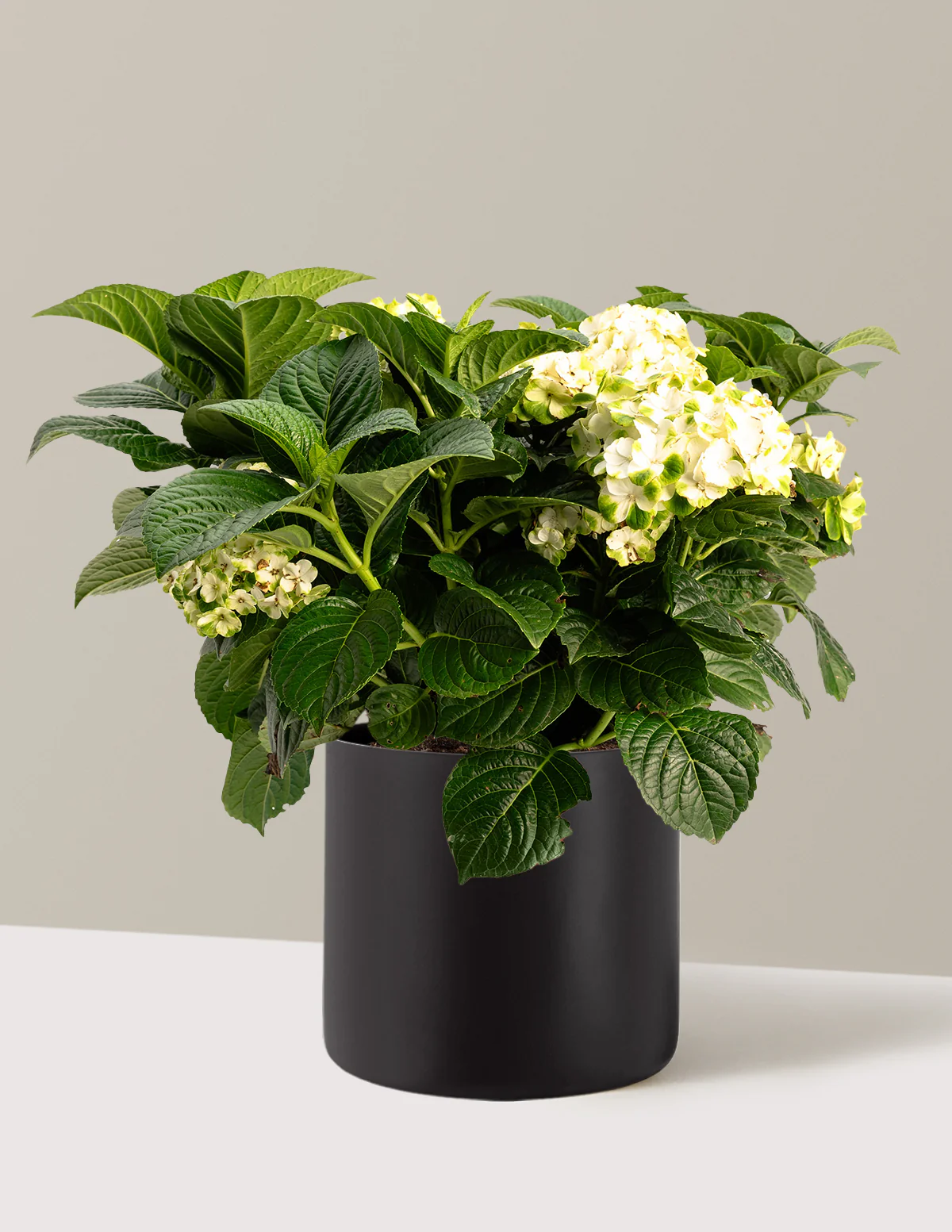 Grin and Tonic™ Reblooming Hydrangea - Image 9