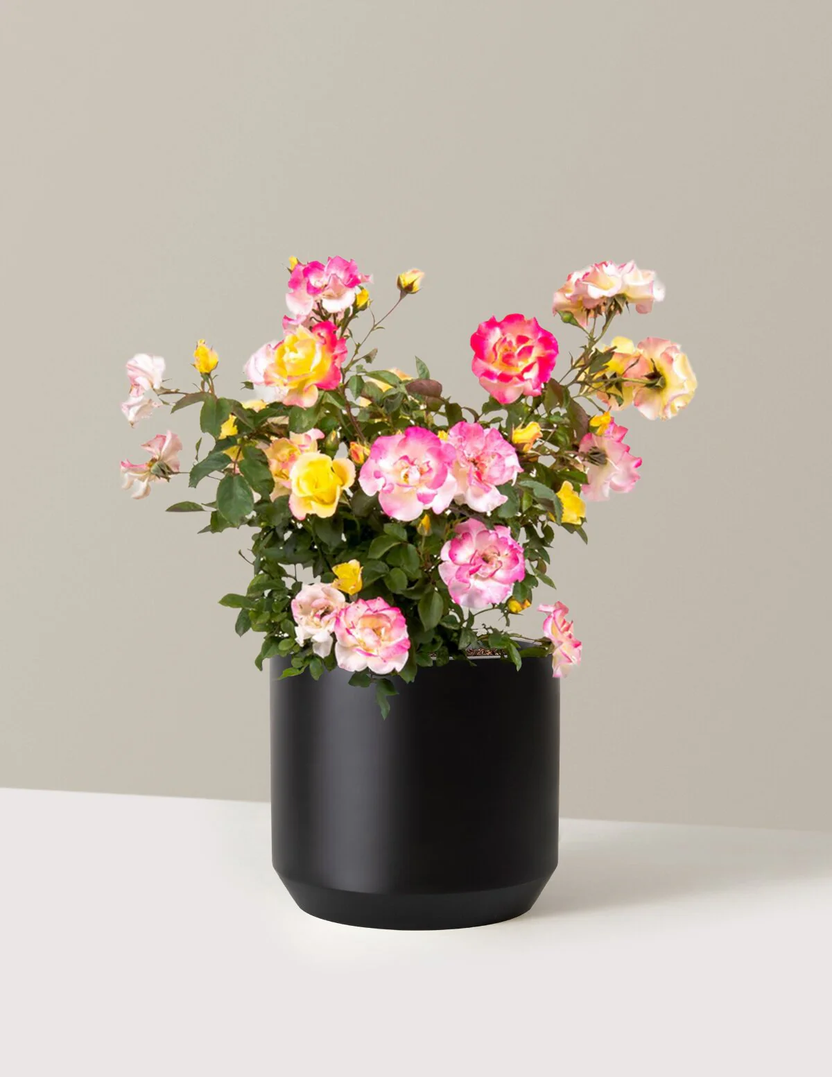 Gumball Goody™ Rose - Image 10