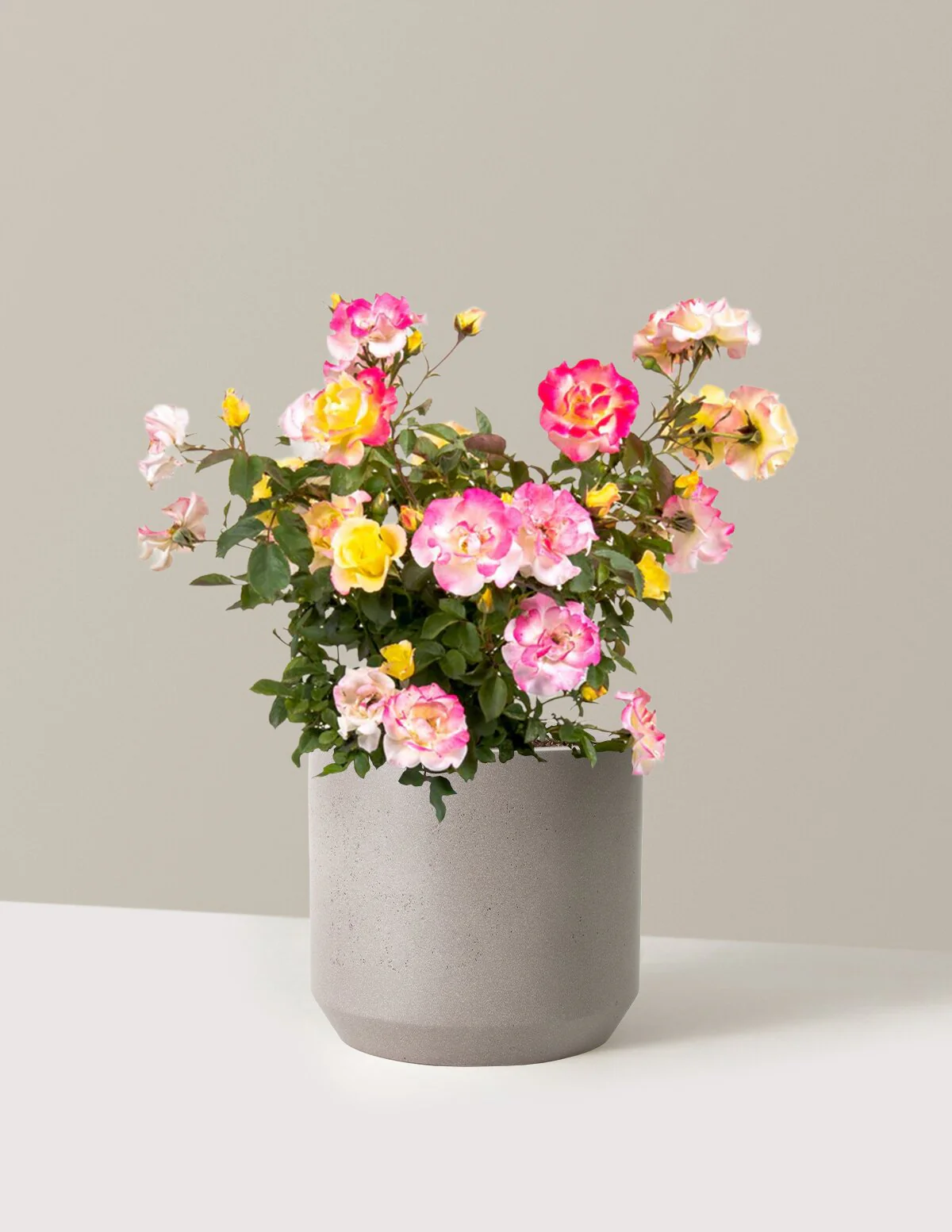 Gumball Goody™ Rose - Image 11