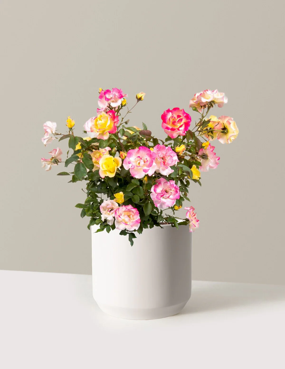 Gumball Goody™ Rose - Image 12
