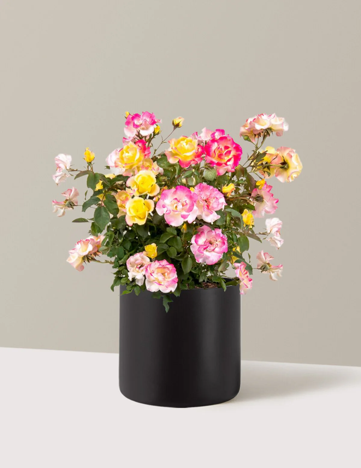 Gumball Goody™ Rose - Image 13