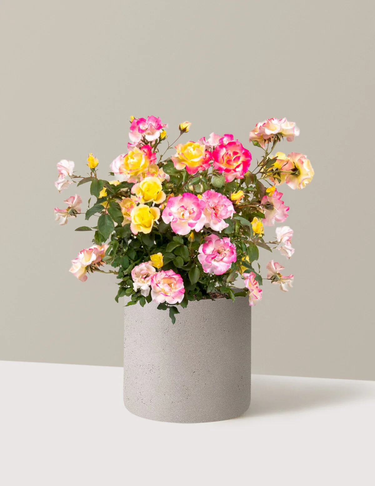 Gumball Goody™ Rose - Image 14