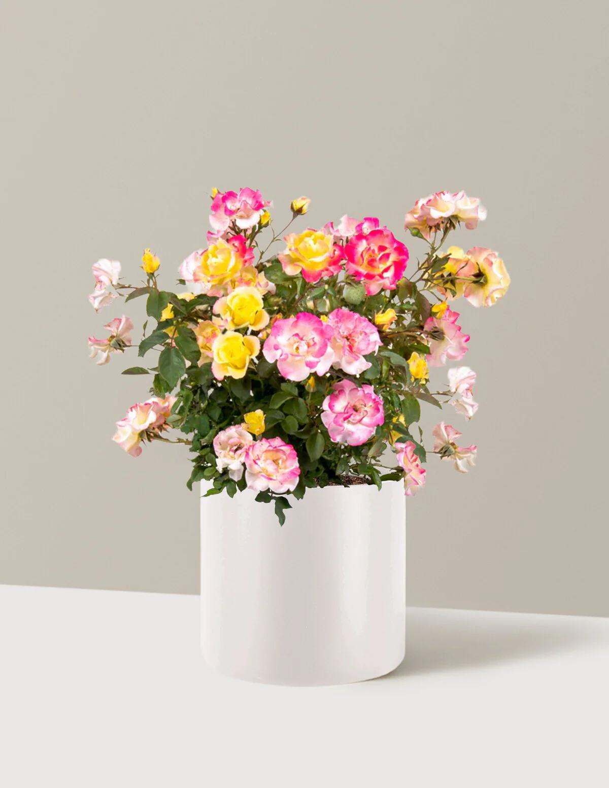 Gumball Goody™ Rose - Image 15