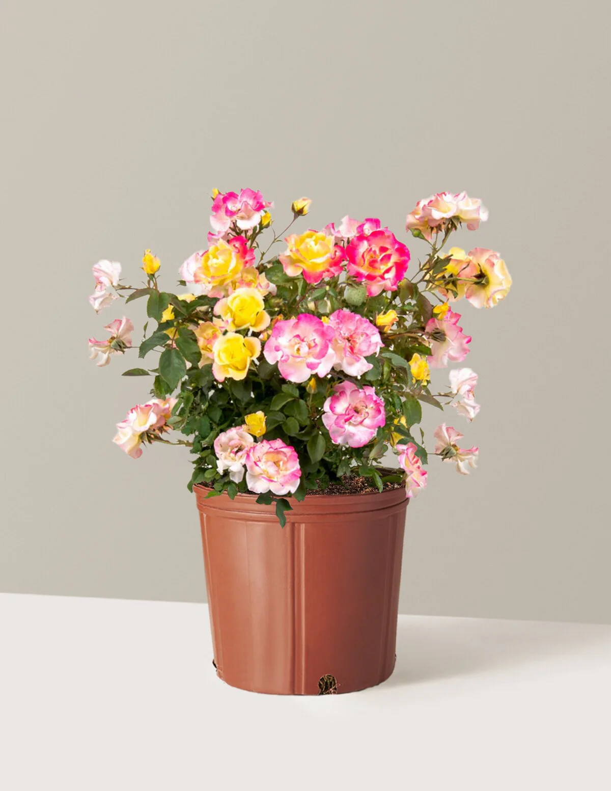 Gumball Goody™ Rose - Image 16