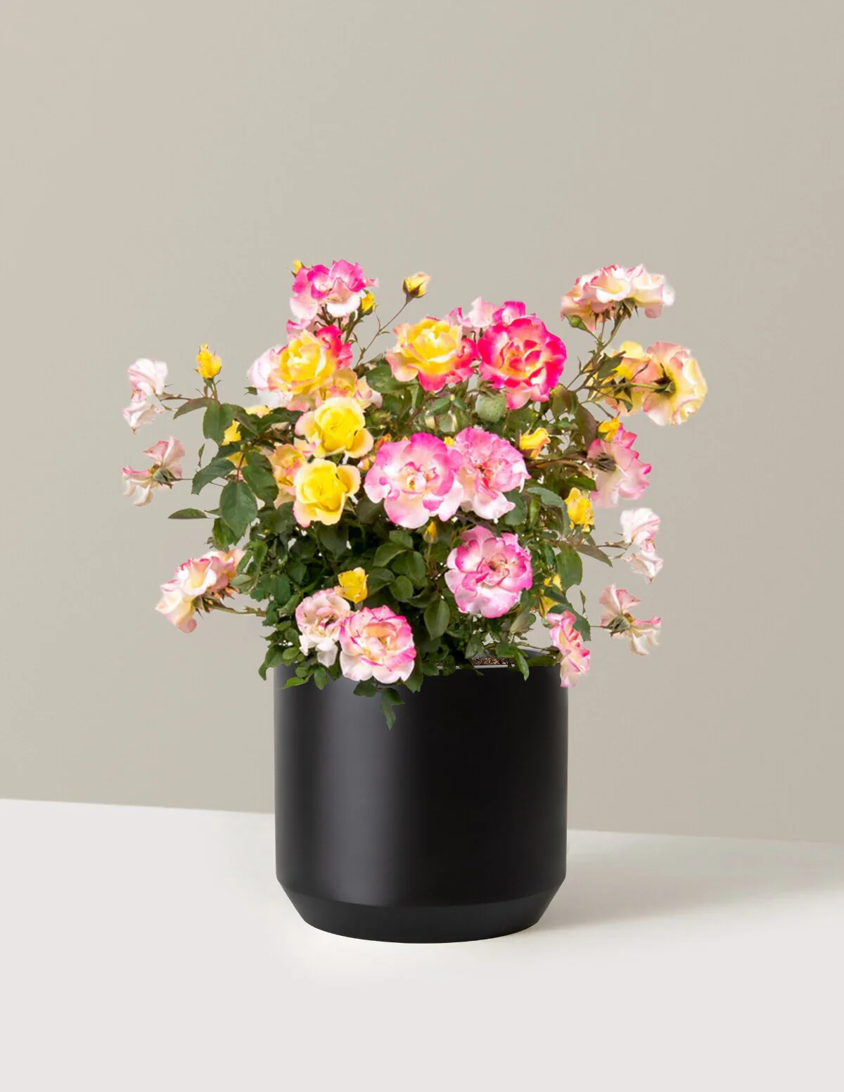 Gumball Goody™ Rose - Image 17