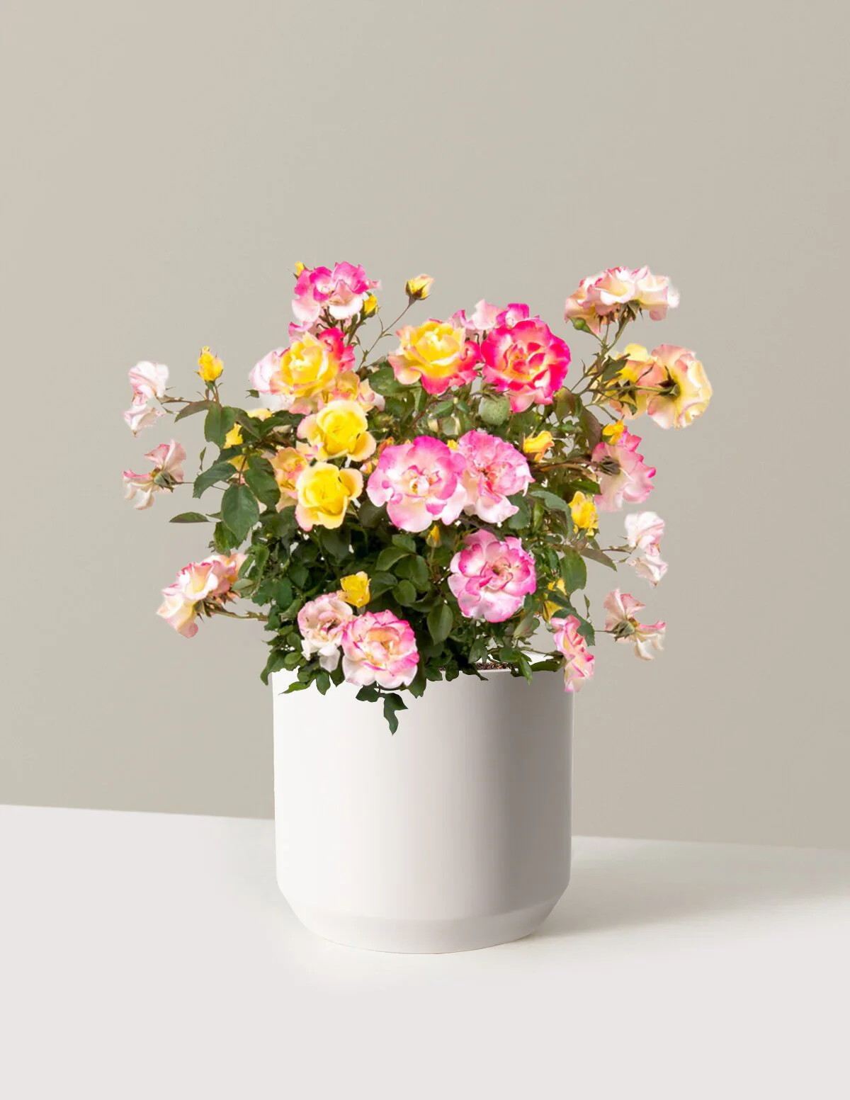 Gumball Goody™ Rose - Image 18
