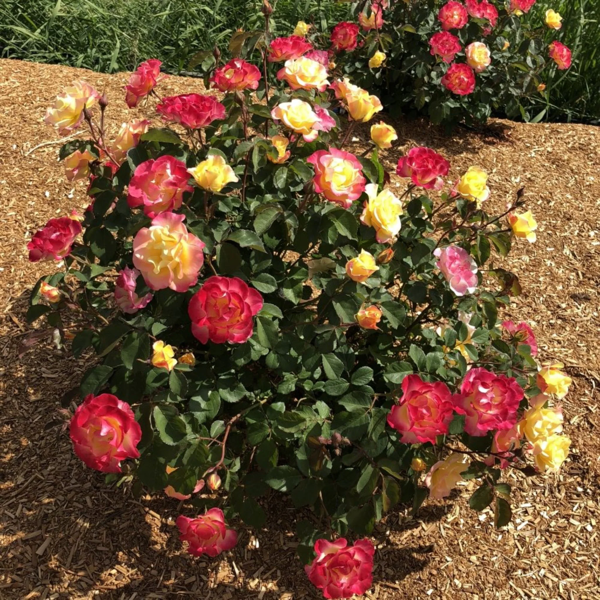 Gumball Goody™ Rose - Image 3