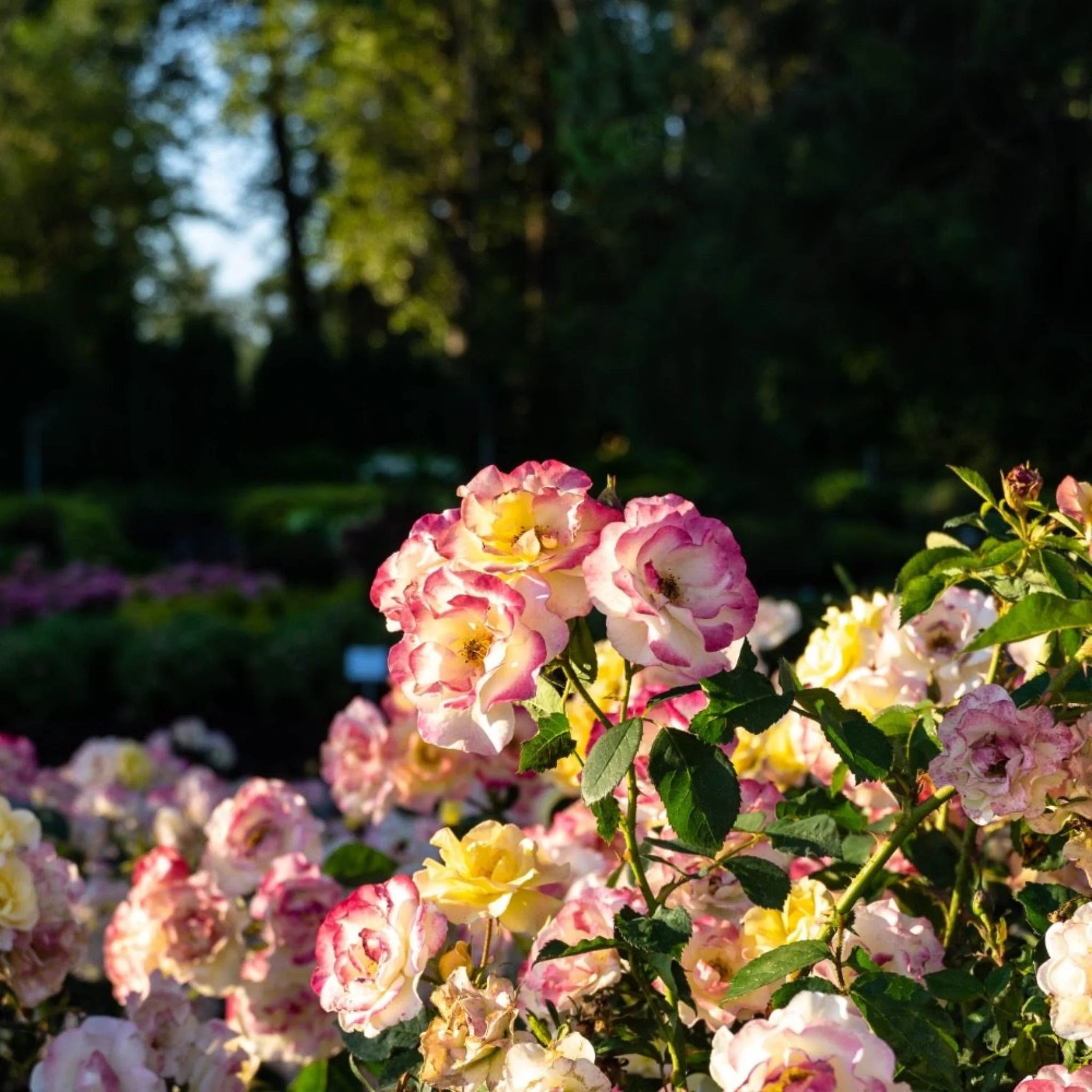 Gumball Goody™ Rose - Image 4