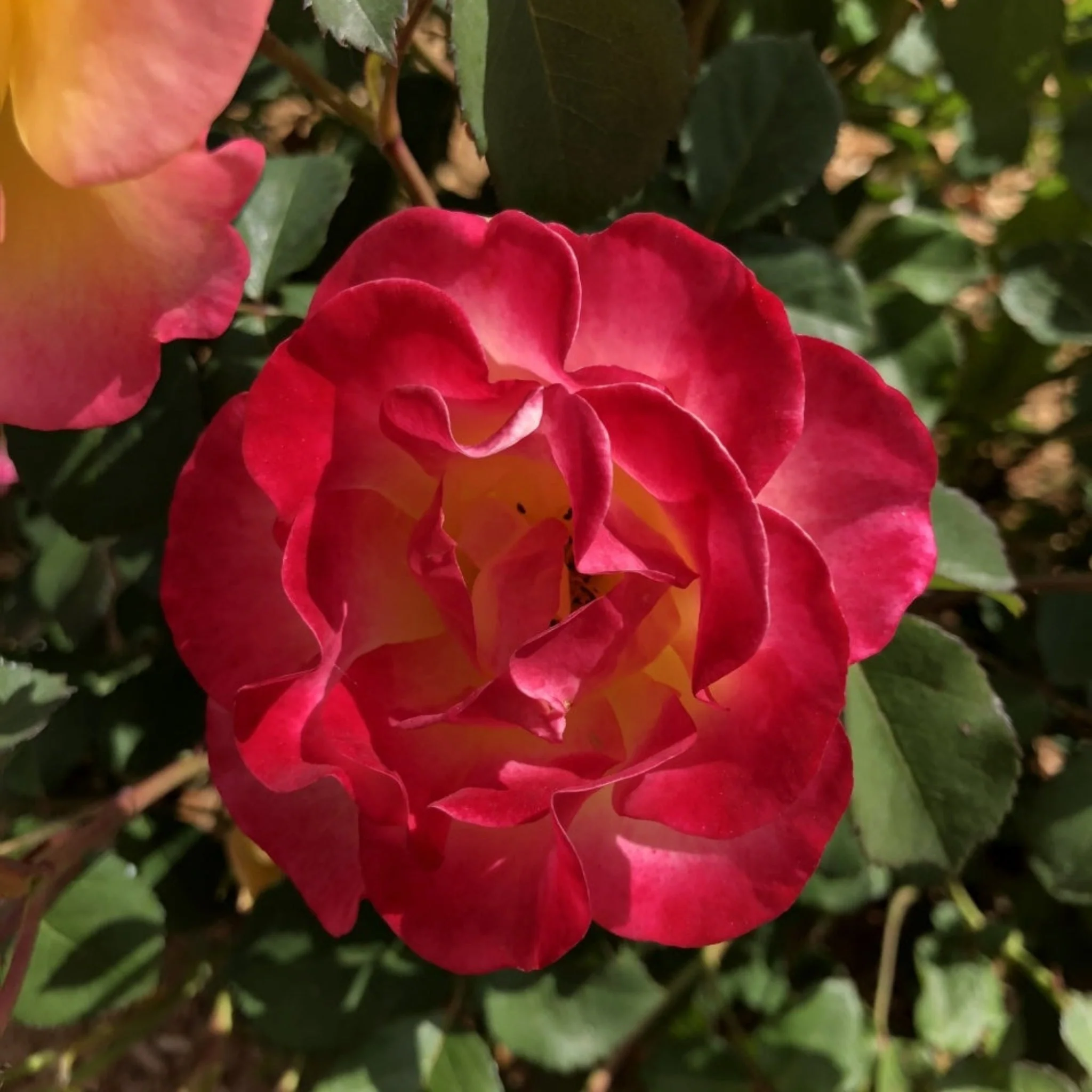 Gumball Goody™ Rose - Image 5