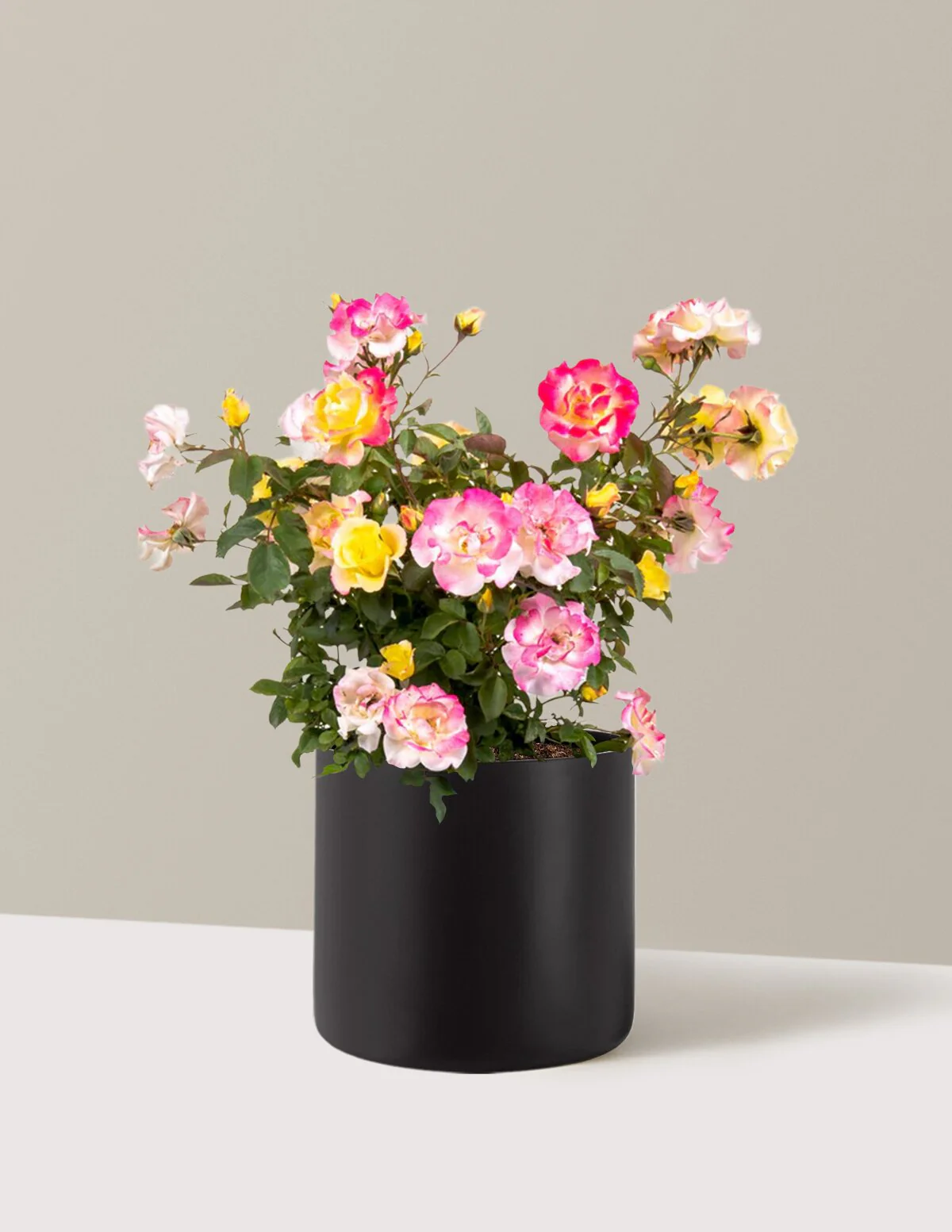 Gumball Goody™ Rose - Image 6