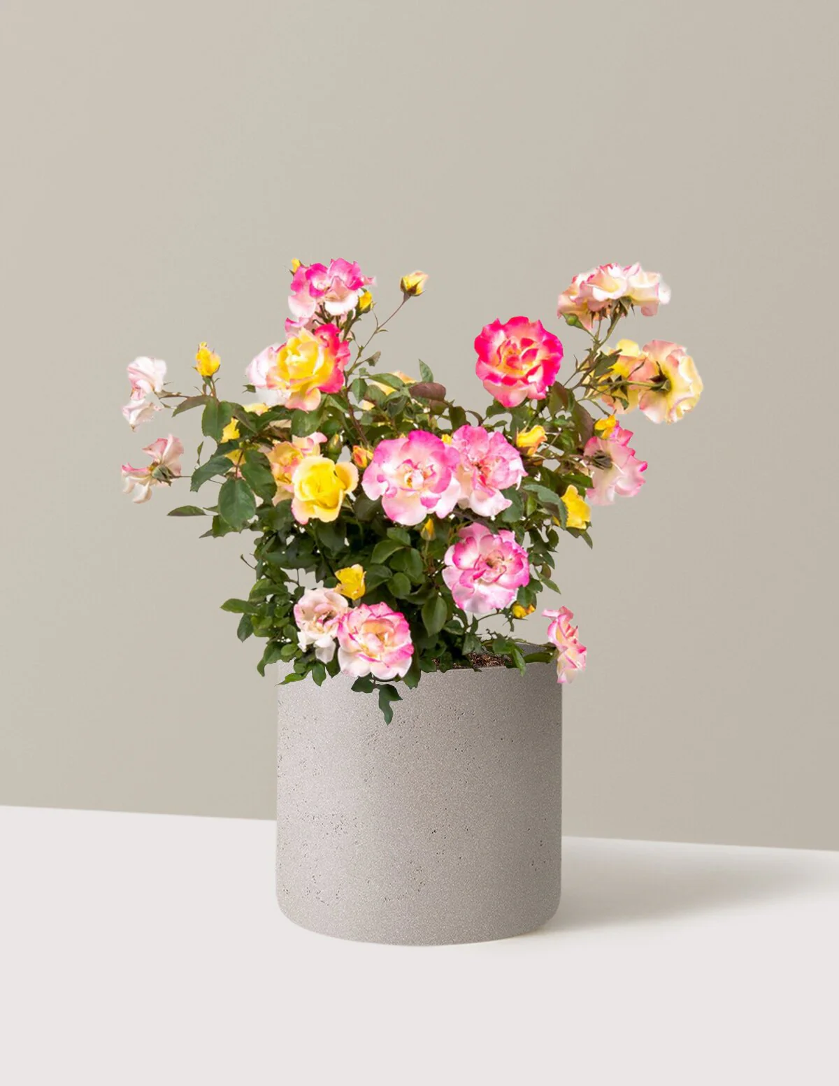 Gumball Goody™ Rose - Image 7