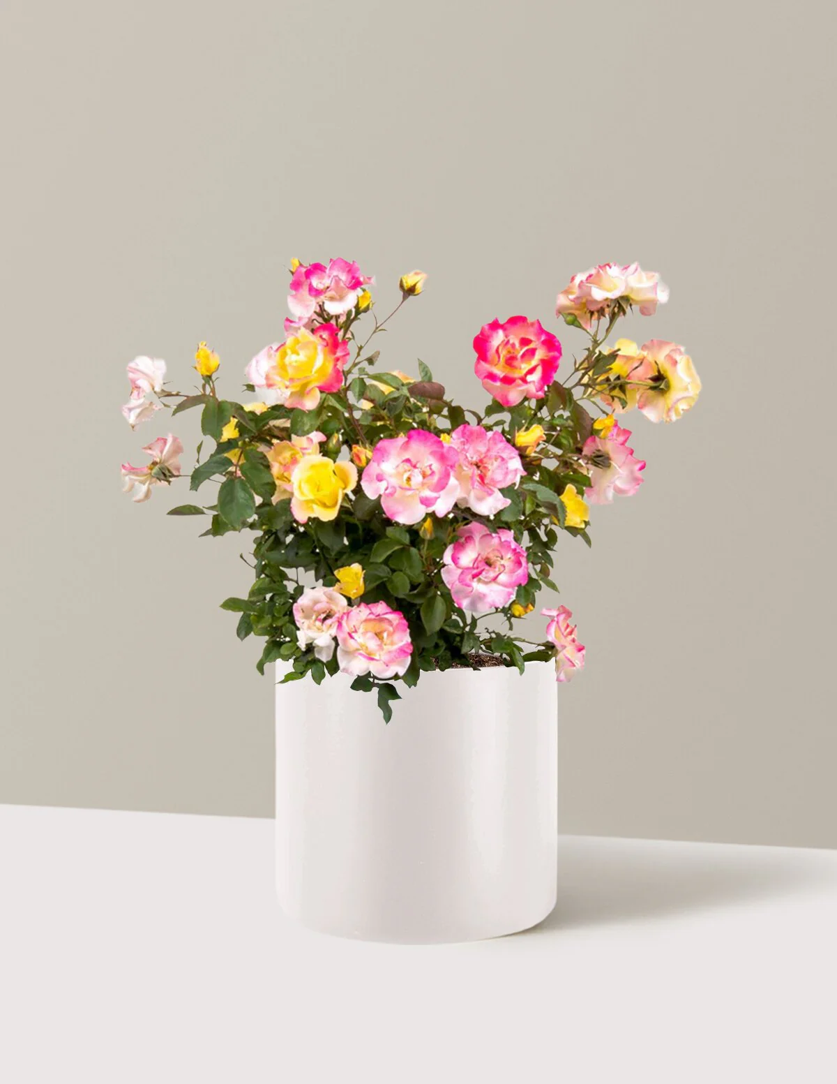 Gumball Goody™ Rose - Image 8