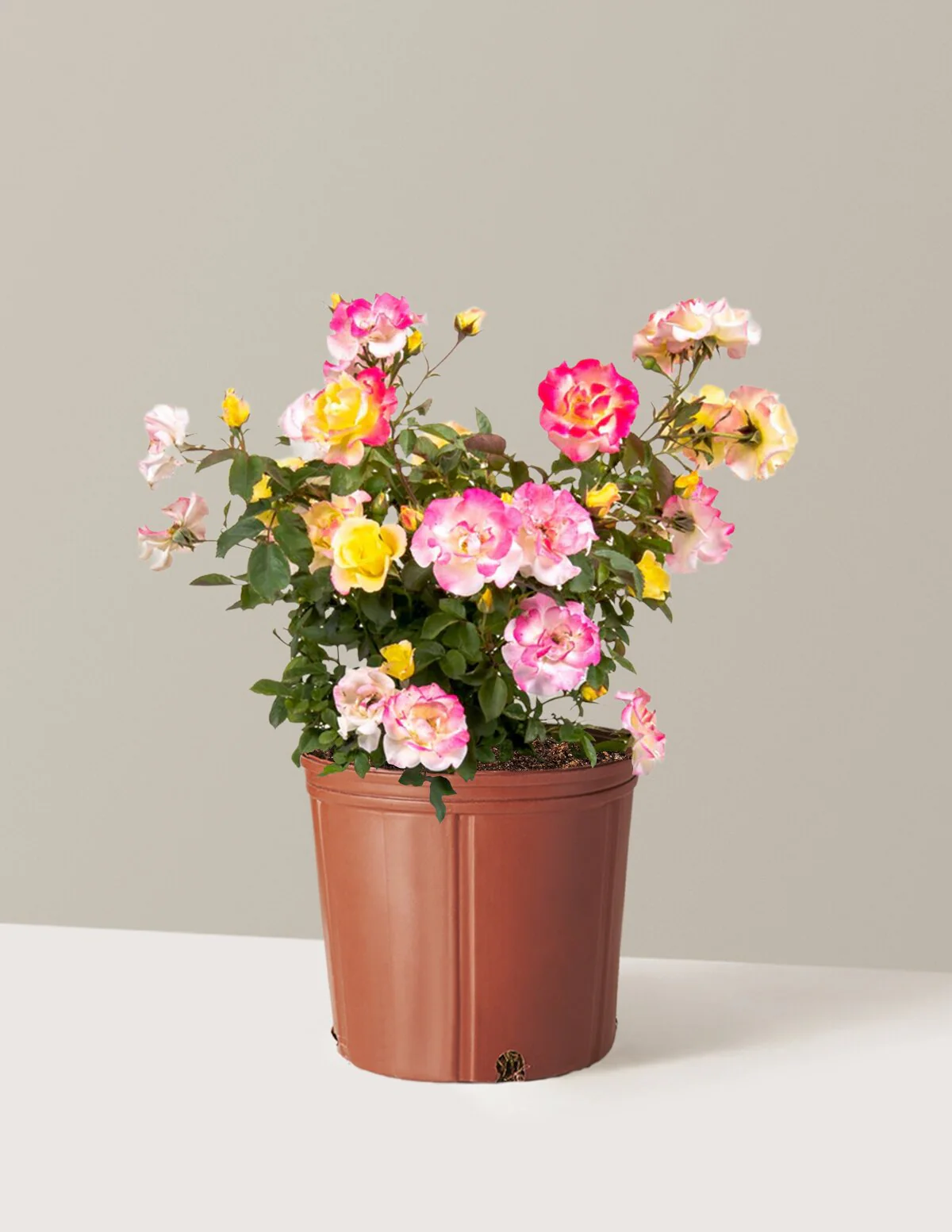 Gumball Goody™ Rose - Image 9