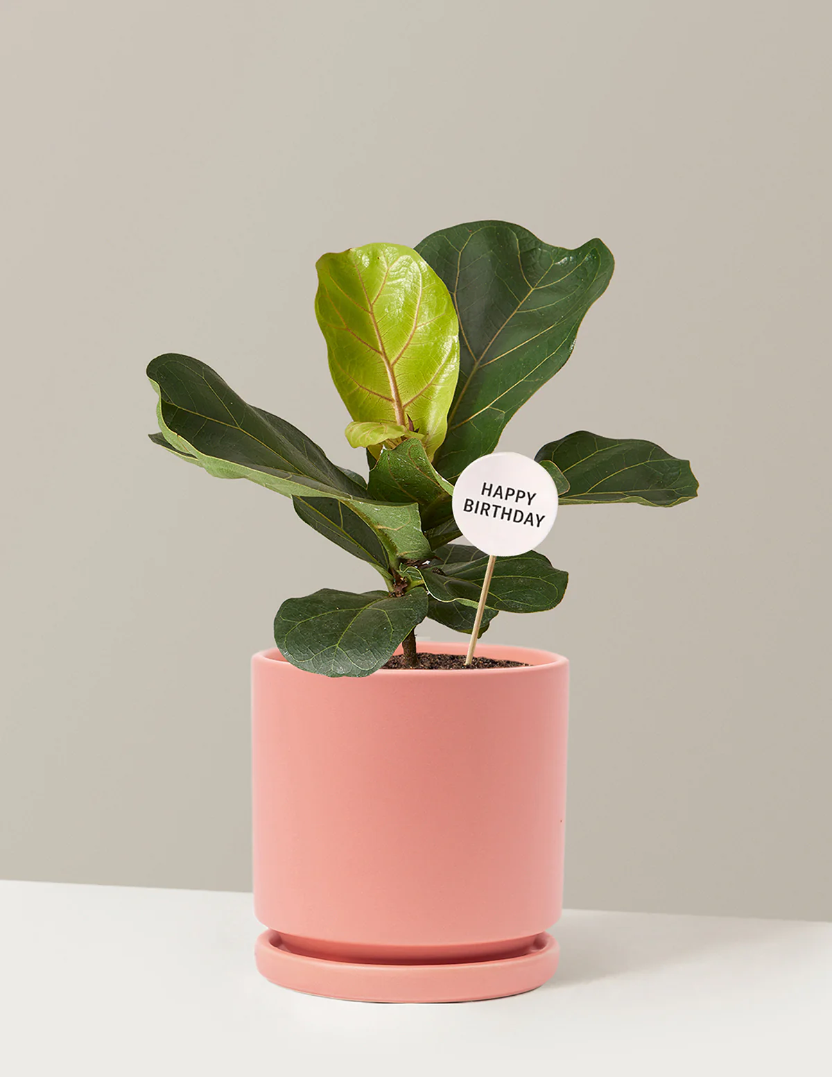 Happy Birthday Fiddle Leaf Fig Bush - Image 11