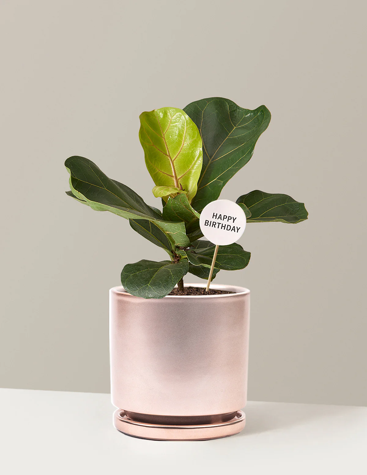 Happy Birthday Fiddle Leaf Fig Bush - Image 15