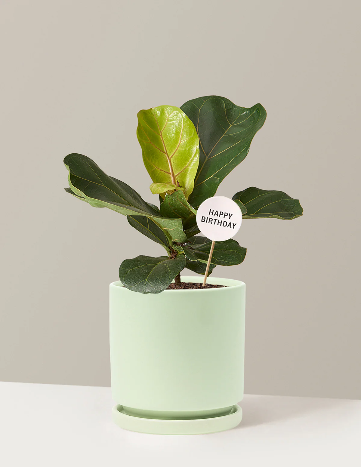 Happy Birthday Fiddle Leaf Fig Bush - Image 17