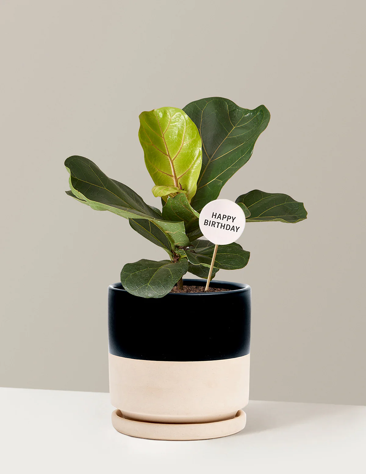 Happy Birthday Fiddle Leaf Fig Bush - Image 19