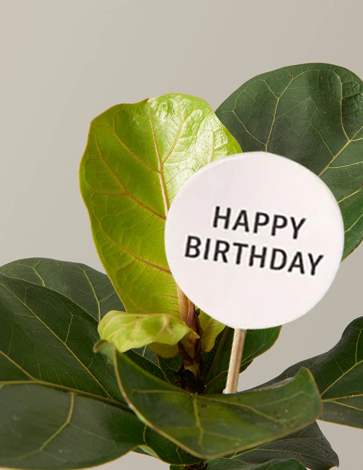 Happy Birthday Fiddle Leaf Fig Bush - Image 2
