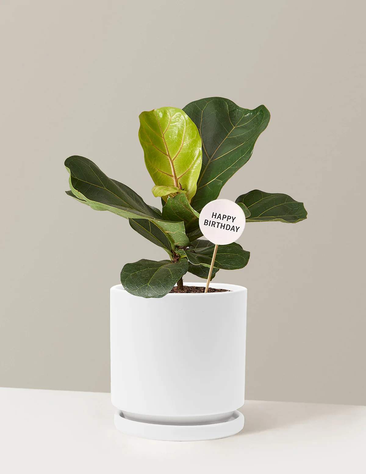 Happy Birthday Fiddle Leaf Fig Bush - Image 22