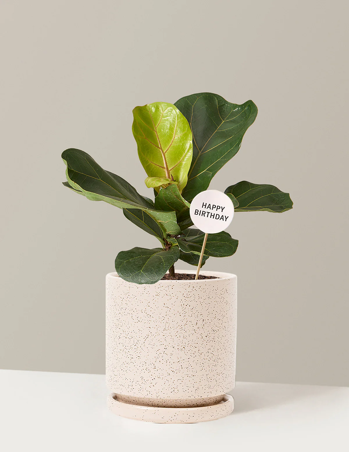 Happy Birthday Fiddle Leaf Fig Bush - Image 23