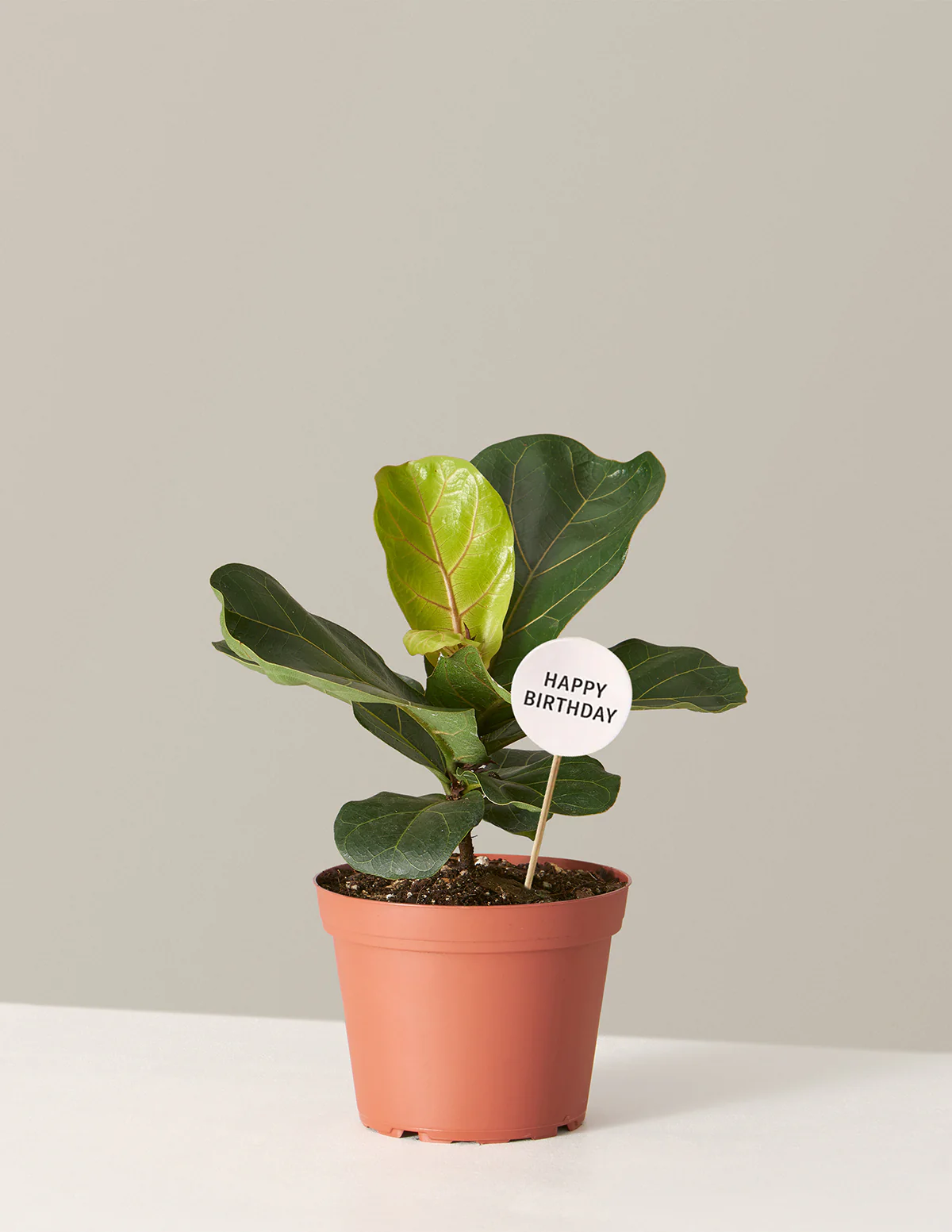 Happy Birthday Fiddle Leaf Fig Bush - Image 5