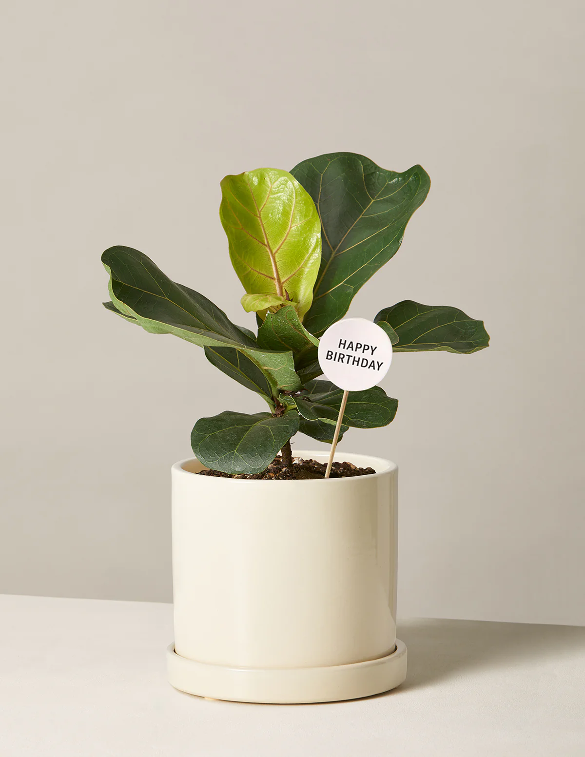 Happy Birthday Fiddle Leaf Fig Bush - Image 6