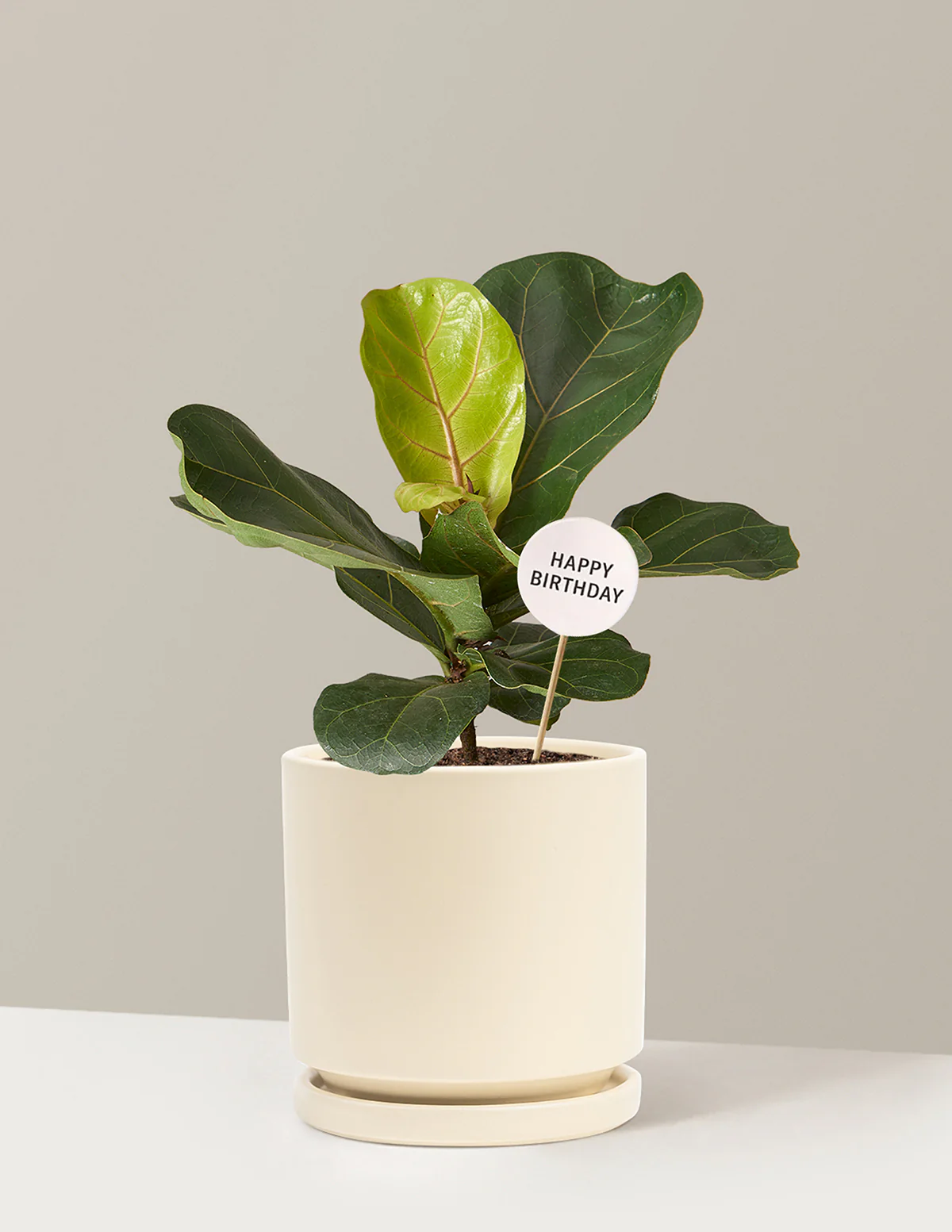 Happy Birthday Fiddle Leaf Fig Bush - Image 8