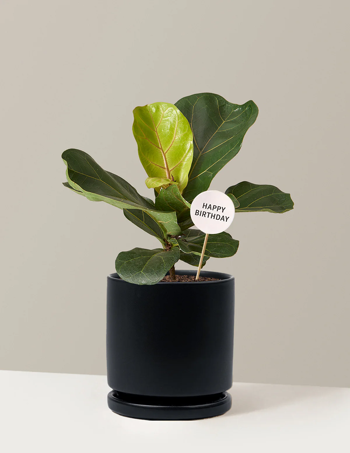 Happy Birthday Fiddle Leaf Fig Bush - Image 9