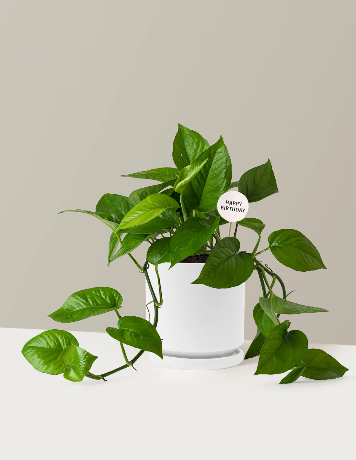Happy Birthday Jade Pothos - Image 21