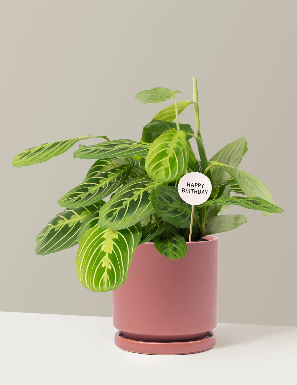 Happy Birthday Lemon Lime Prayer Plant - Image 10