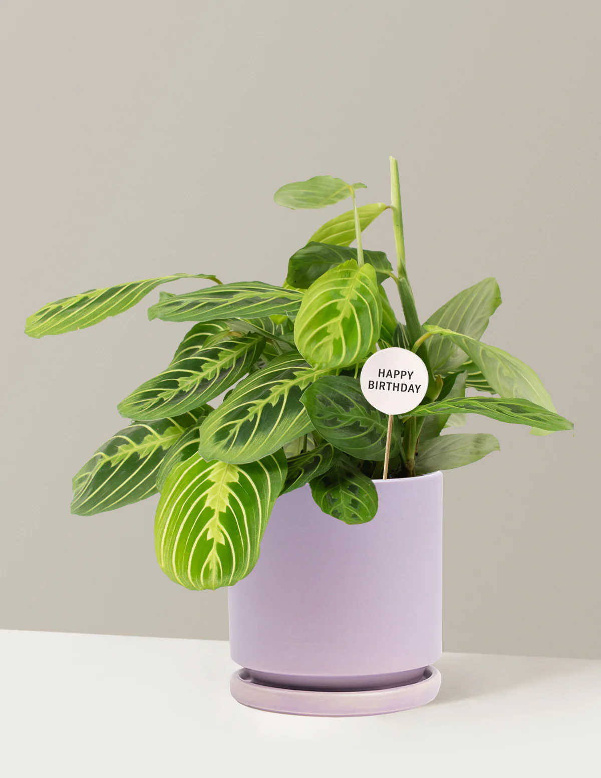Happy Birthday Lemon Lime Prayer Plant - Image 11