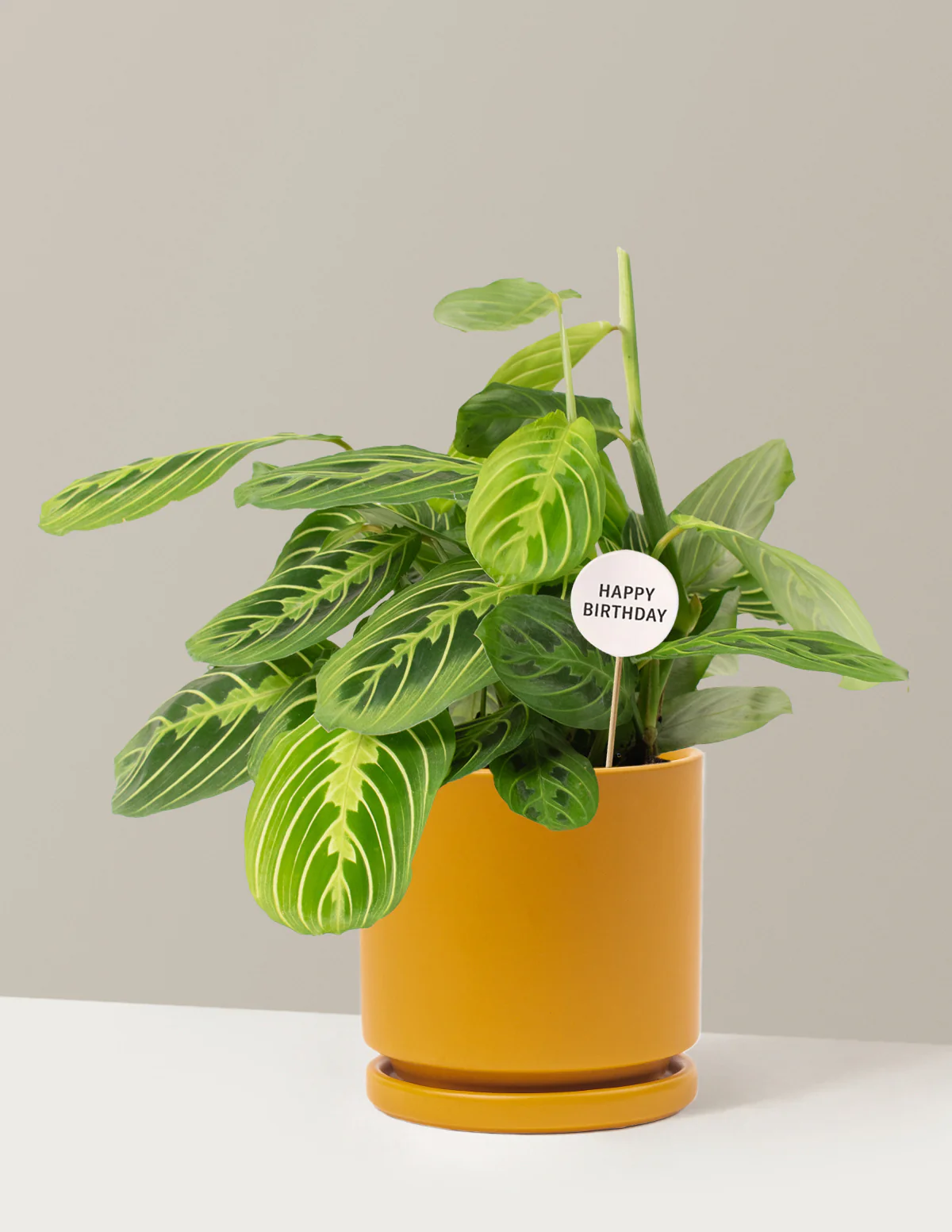 Happy Birthday Lemon Lime Prayer Plant - Image 12