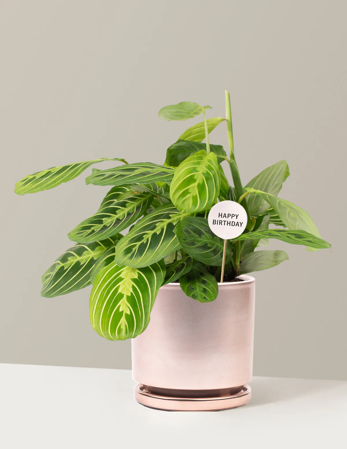Happy Birthday Lemon Lime Prayer Plant - Image 13