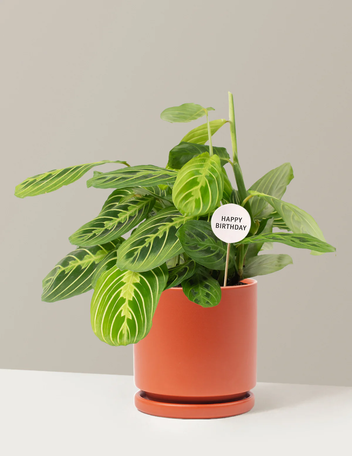 Happy Birthday Lemon Lime Prayer Plant - Image 14