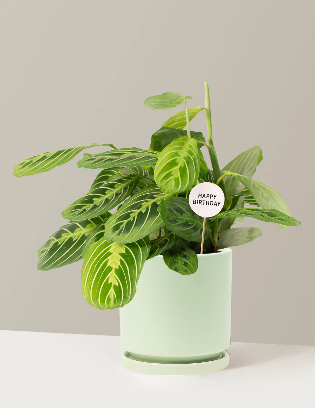 Happy Birthday Lemon Lime Prayer Plant - Image 15