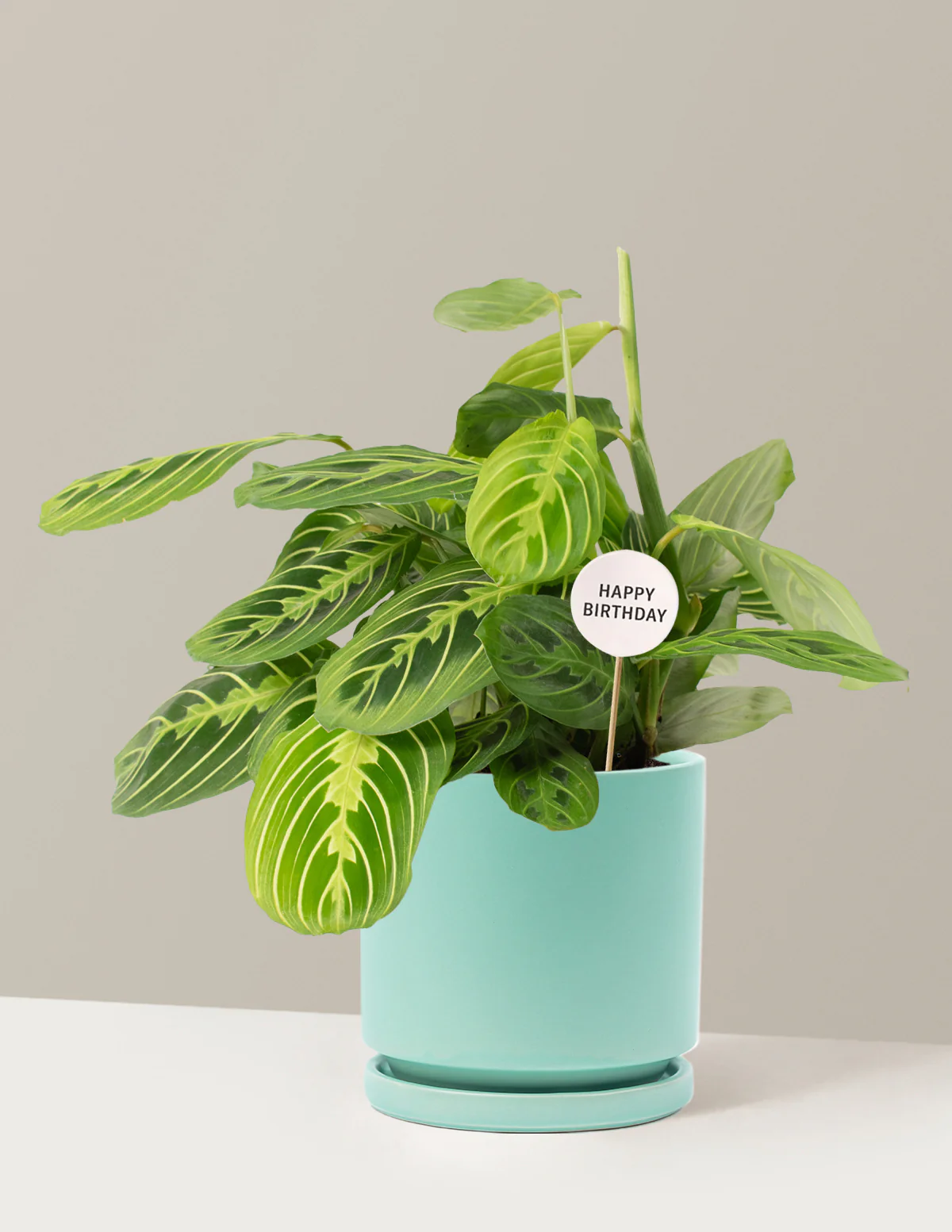 Happy Birthday Lemon Lime Prayer Plant - Image 16