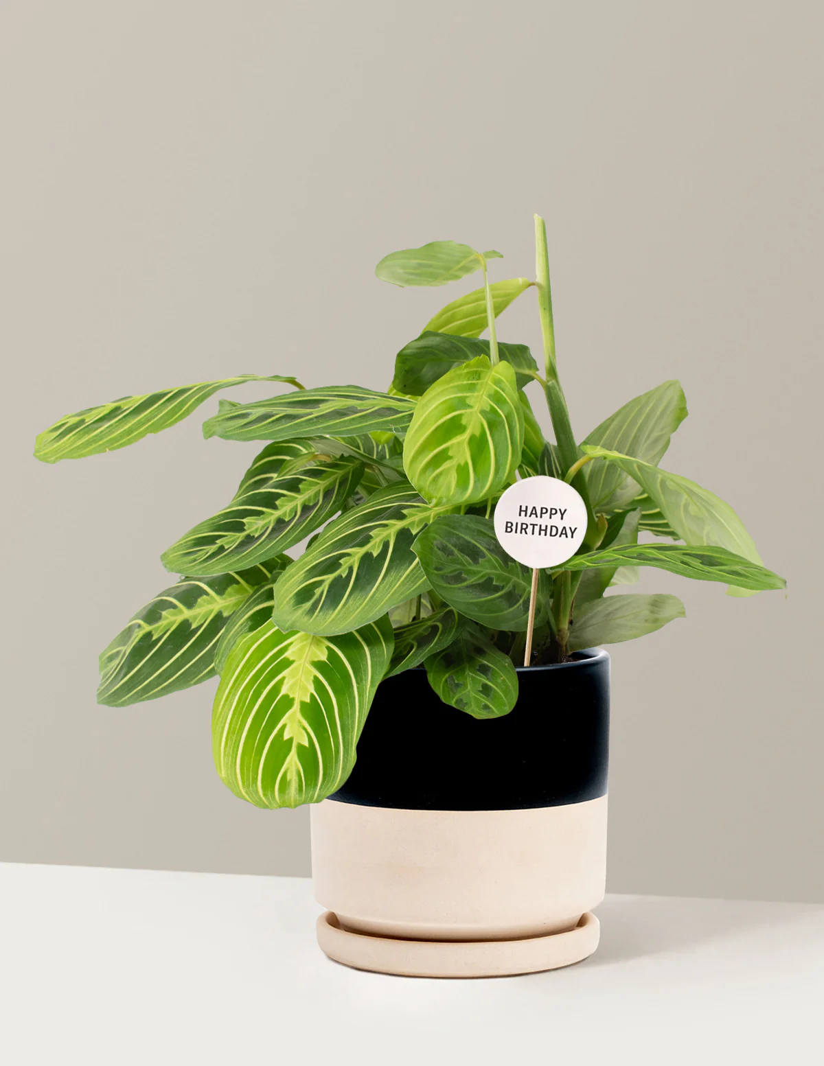 Happy Birthday Lemon Lime Prayer Plant - Image 17