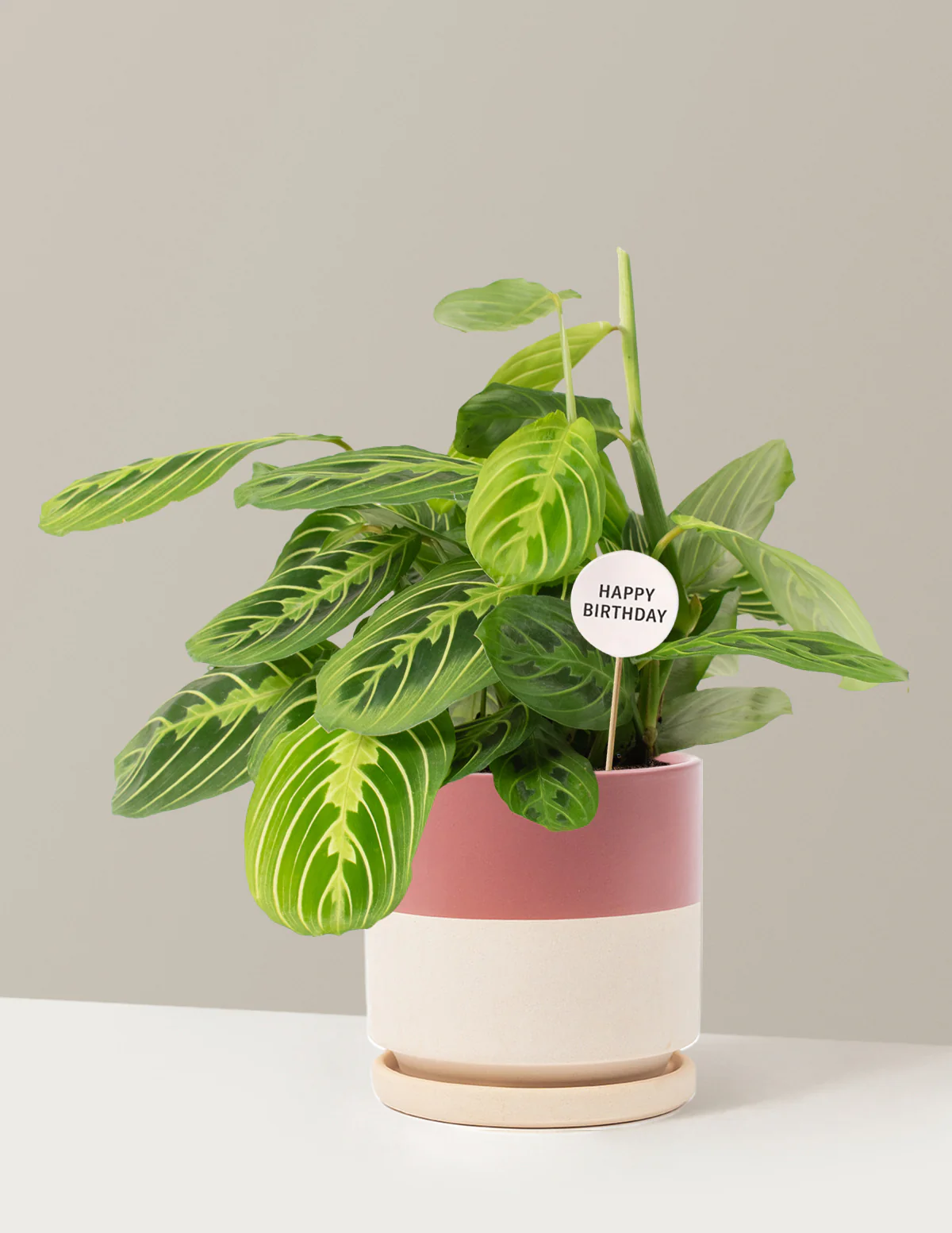 Happy Birthday Lemon Lime Prayer Plant - Image 18