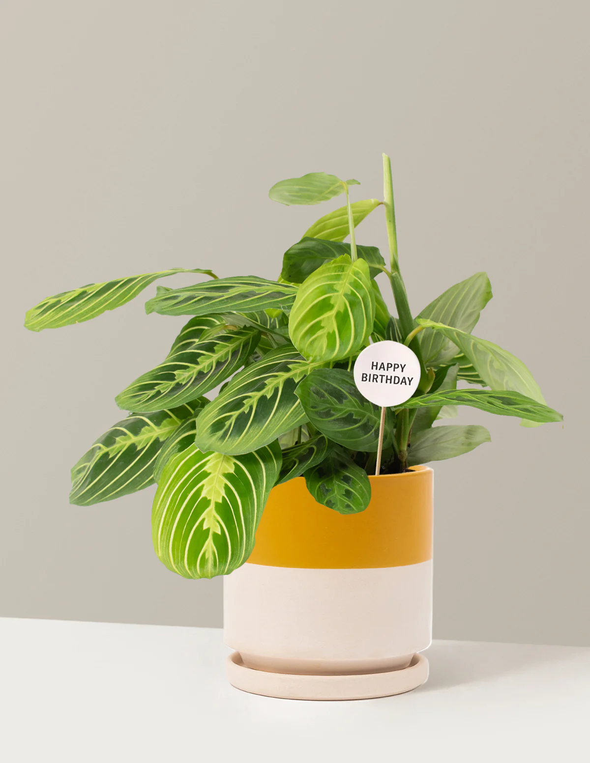 Happy Birthday Lemon Lime Prayer Plant - Image 19