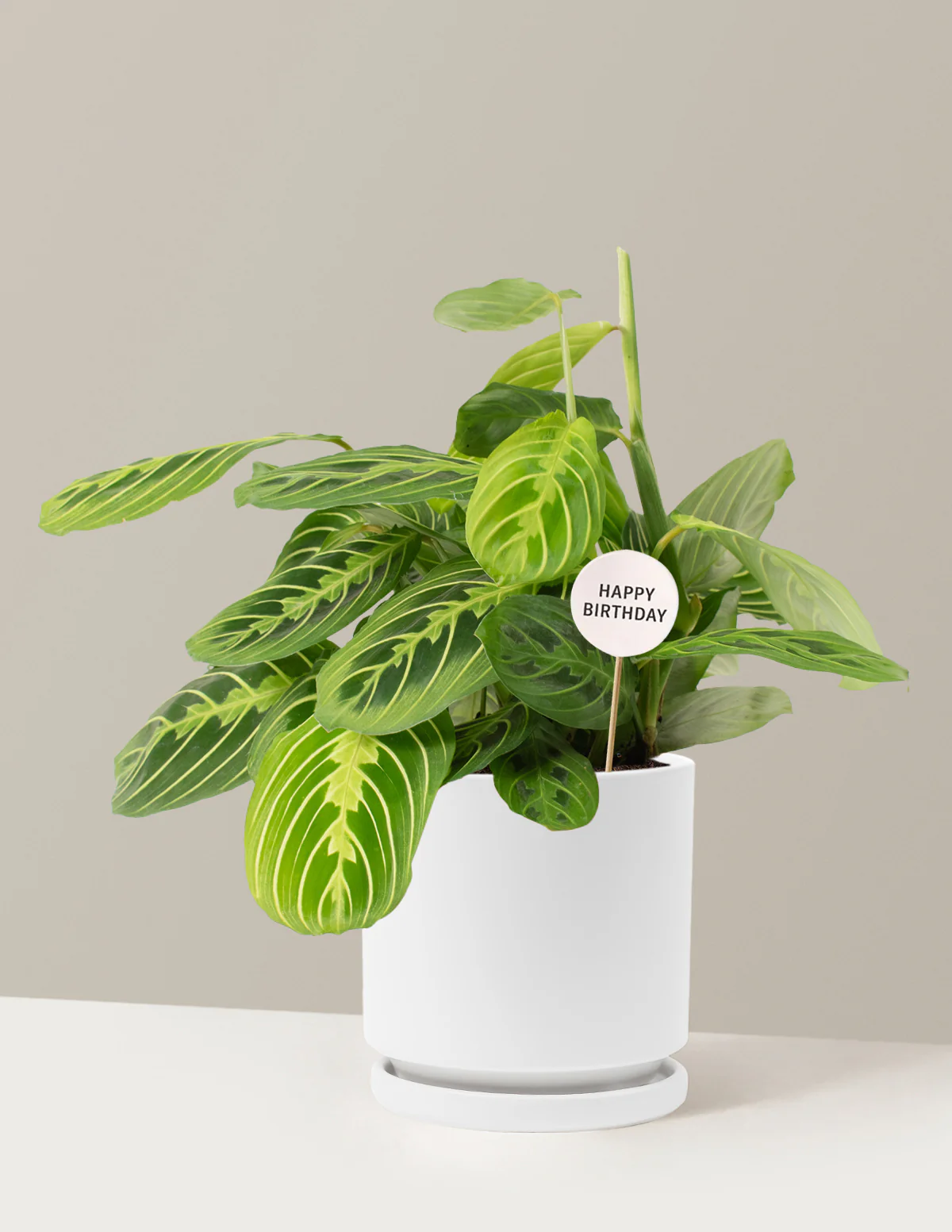 Happy Birthday Lemon Lime Prayer Plant - Image 21