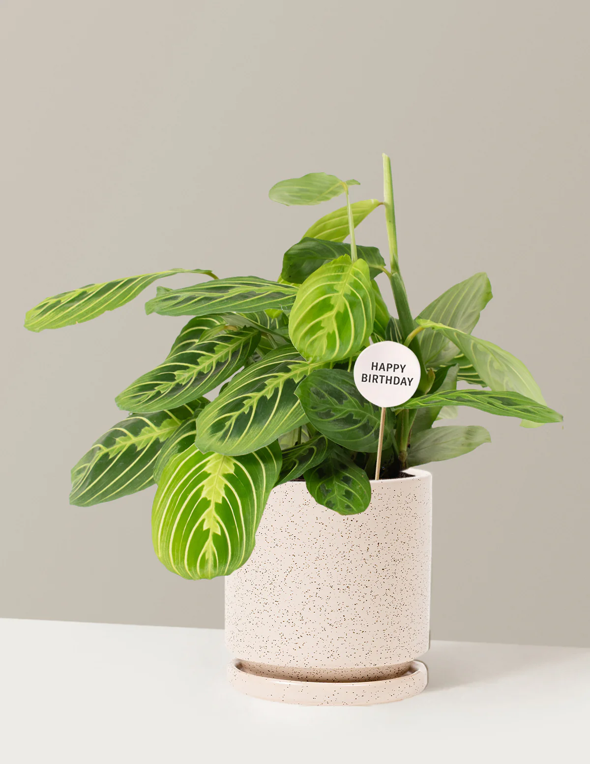 Happy Birthday Lemon Lime Prayer Plant - Image 22